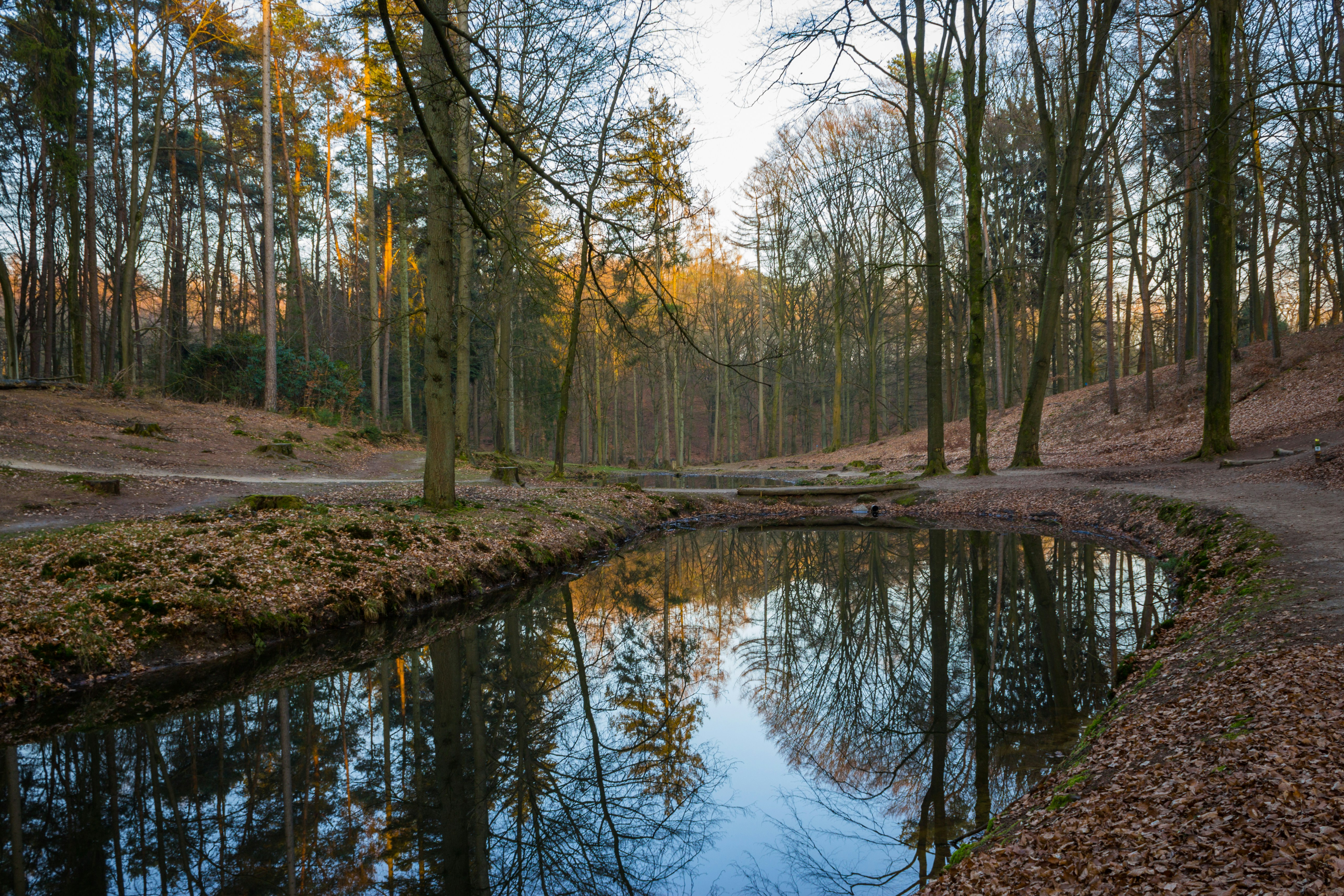 a pond in a forest clearing